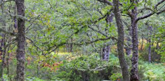 Identificar al incendiario