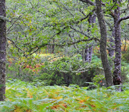 Identificar al incendiario