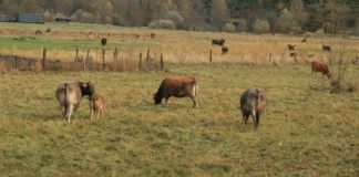La Delegación del Gobierno en Castilla y León multa con 38.001 euros a un ganadero leonés cuya vaca fue arrollada por un tren de FEVE