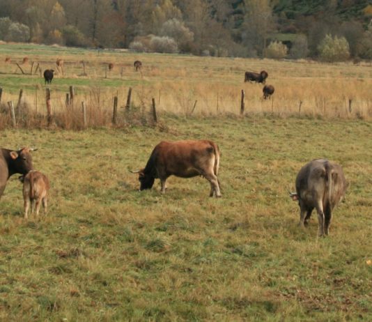 La Delegación del Gobierno en Castilla y León multa con 38.001 euros a un ganadero leonés cuya vaca fue arrollada por un tren de FEVE