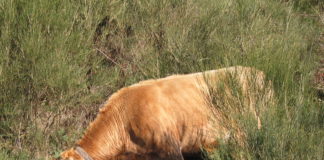 Nuevas incorporaciones a ayudas agroambientales y ayudas a la agricultura ecológica