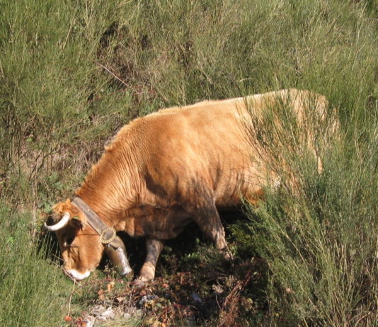 Asaja pide un plan de actuación en las zonas de montaña para que la incorporación de ganaderos no se convierta en un fracaso