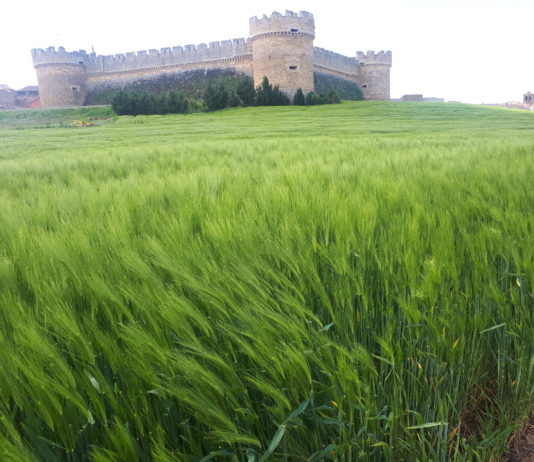 Cotizaciones de la Lonja Agropecuaria de León – 02/06/2020
