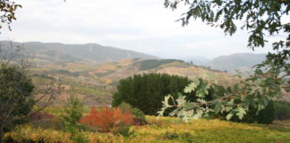 Los viticultores de Asaja en el Bierzo se consideran perjudicados por los importes que fija la Junta para la vendimia en verde