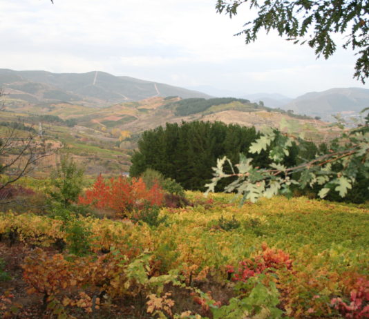 Los trámites administrativos dejan a los viticultores leoneses fuera de las ayudas a la vendimia en verde
