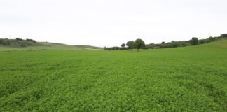 Seguro contra daños en la alfalfa de regadío