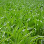 Documento de posición sobre la propuesta de la Comisión relativa a los vegetales obtenidos con determinadas nuevas técnicas genómicas y a los alimentos y piensos derivados