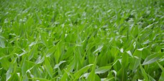 Una propuesta del Ministerio de Agricultura aboca a una reducción de 20.000 hectáreas de maíz en la provincia de León