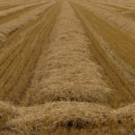 Último plazo seguros agrarios