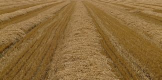 Último plazo seguros agrarios