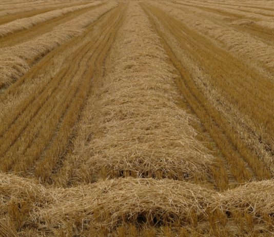 Último plazo seguros agrarios