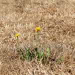 Presa del Bernesga (II)