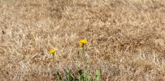 Presa del Bernesga (II)