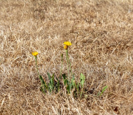 Presa del Bernesga (II)