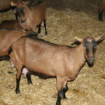 Cotizaciones de la Lonja Agropecuaria de León – sesión 07/04/2021