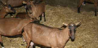 Cotizaciones de la Lonja Agropecuaria de León – sesión 16/12/2020