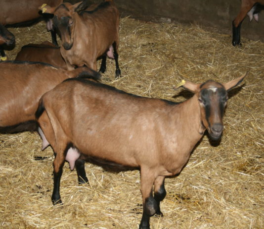Asaja responde a la industria láctea: han sido los bajos precios percibidos por los ganaderos los que han desincentivado la producción