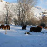 Ganaderías en la nieve CABALLOS_NIEVE