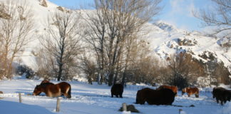 Ganaderías en la nieve CABALLOS_NIEVE