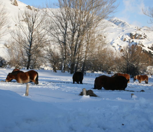 Ganaderías en la nieve CABALLOS_NIEVE