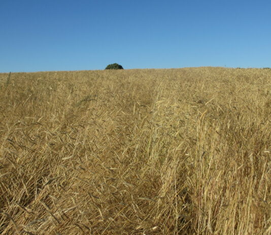 El “mordisco” de las fotovoltaicas al terreno agrícola en la provincia de León es ya de seis mil hectáreas