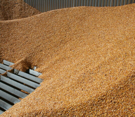 León puede producir el equivalente al mayor barco de maíz, a mayores, si la unión europea lo autoriza