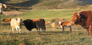 Las seis noticias agrarias de la semana – 18/02/2022