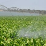 Agricultura en Bustillo