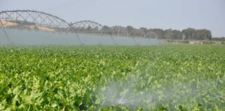 Agricultura en Bustillo