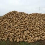 Seguro_remolacha_2022