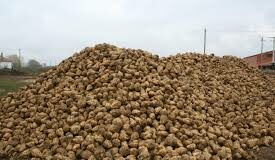 Seguro_remolacha_2022