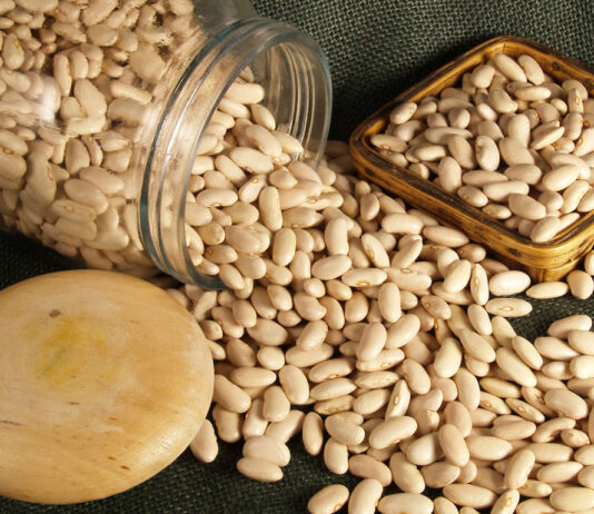 ASAJA advierte de una reducción en las siembras de alubias si los almacenistas no mejoran los precios de los contratos