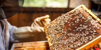 Las seis noticias agrarias – 01/04/2022