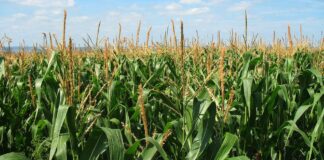 Cambios de valores catastrales