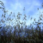 Aumento de rendimientos en el seguro agrario