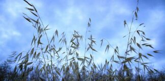 El seguro de «MÁS VALOR» es este año más interesante que nunca