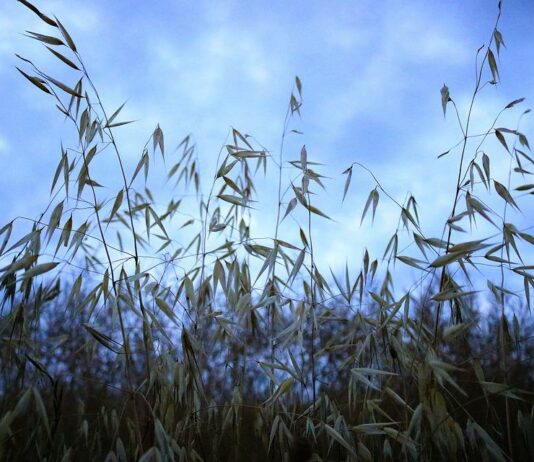 Aumento de rendimientos en el seguro agrario