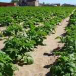 Informe de ASAJA sobre situación de los cultivos en la provincia de León