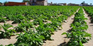 ASAJA espera que las ayudas de 300 euros por hectárea, que aprobó la Junta el pasado jueves 24 de noviembre, lleguen también a los agricultores de La Valduerna