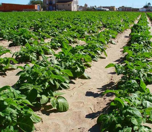 Las seis noticias agrarias de la semana 30/01/2026