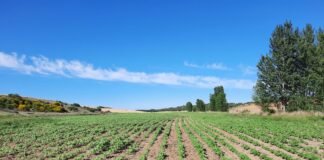 Contra todo pronóstico, la superficie de maíz en León deja de crecer y sufre un ligero retroceso