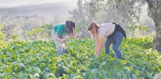 Ciento sesenta y tres jóvenes han solicitado este año ayuda para incorporarse a la agricultura en la provincia de León