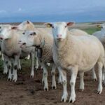 Publicado el listado provisional de explotaciones ganaderas beneficiadas por las ayudas de la sequía