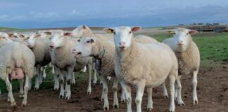 ASAJA reivindica la importancia del sector ganadero con motivo de la festividad de San Antón