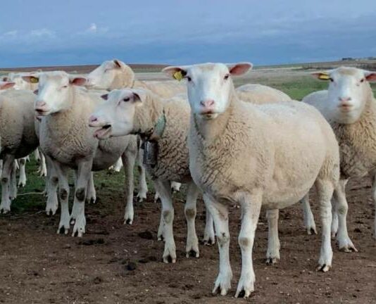 Las seis noticias agrarias de la semana – 19/12/2025