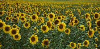 Un acierto que no tiene premio, pero que demuestra que ASAJA sabe de lo que habla cuando se anticipa a lo que va a ocurrir