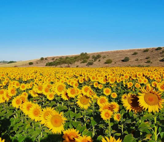 El girasol del campo leonés sufre un severo estrés hídrico por tres olas de calor y escasas precipitaciones