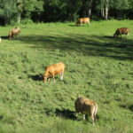 Subasta puertos pirenaicos