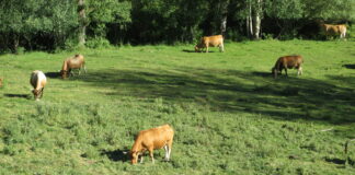 Subasta puertos pirenaicos