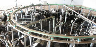 La ola de calor reduce hasta en un doce por ciento la producción de leche en las granjas leonesas